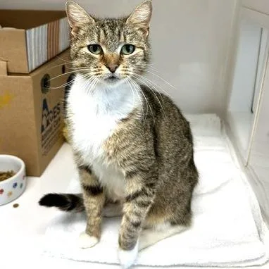 An adult medium-sized female Brown / Chocolate Domestic Short Hair cat named Brie for adoption in Novelty, OH