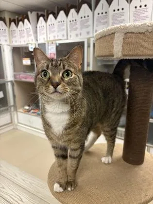 An adult medium-sized female Domestic Short Hair cat named Peaches for adoption in Quakertown, PA
