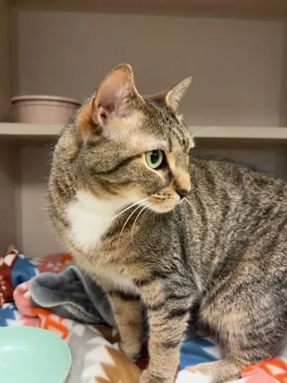 Peaches thumbnail 3