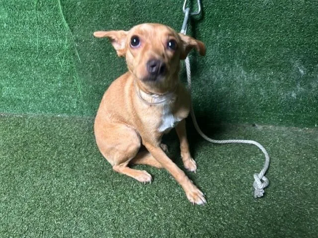 A young medium-sized female Chihuahua dog named A for adoption in Lancaster, CA