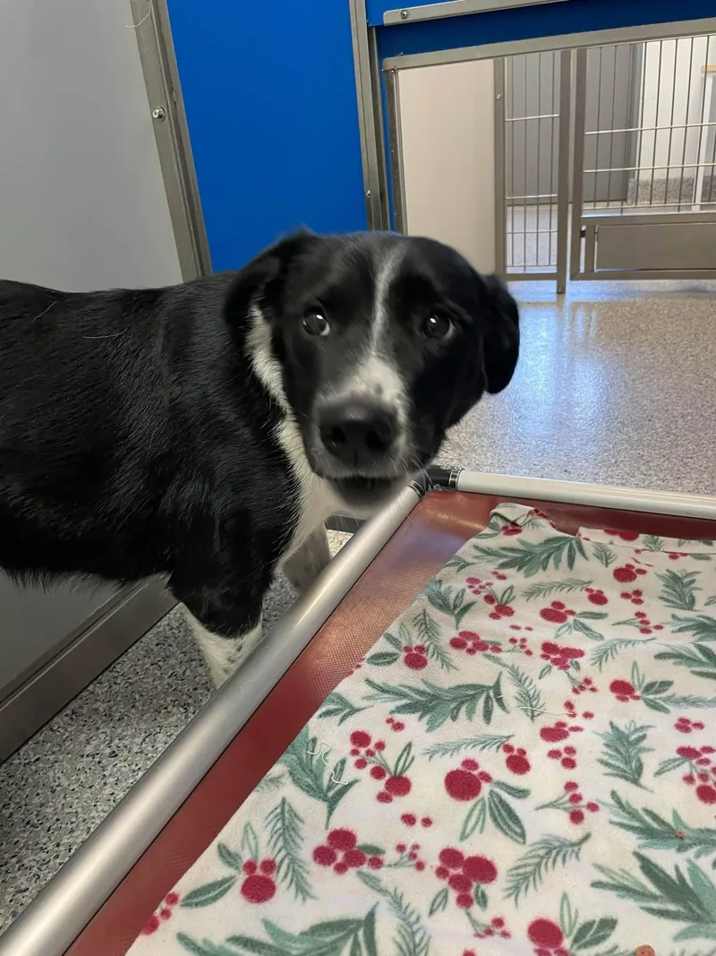 An adult medium-sized female Border Collie dog named Raven for adoption in Prineville, OR