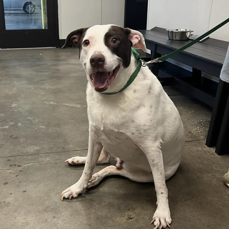 An adult large-sized male White / Cream Terrier dog named Kilo for adoption in Tampa, FL