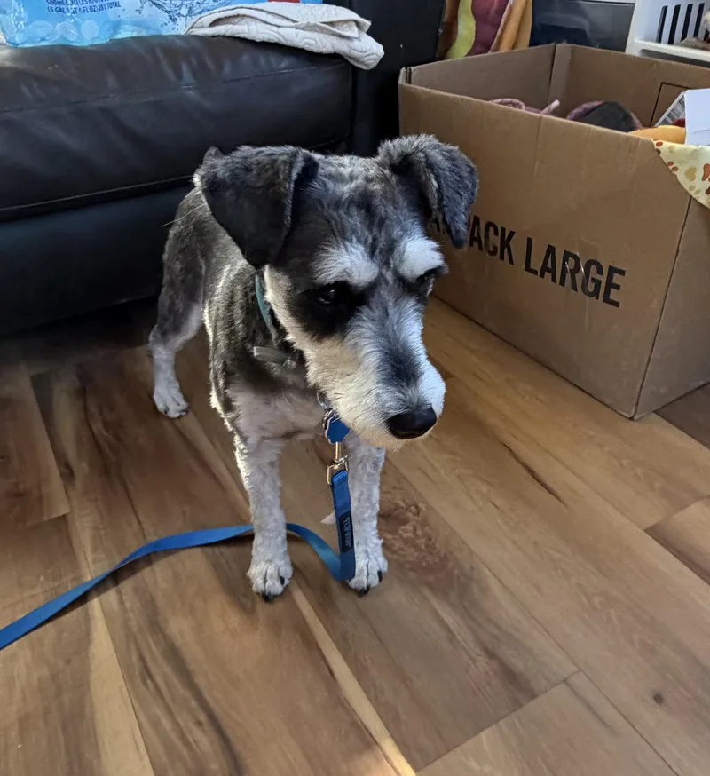 A young small-sized male Gray / Blue / Silver Standard Schnauzer dog named Story for adoption in Deming, NM