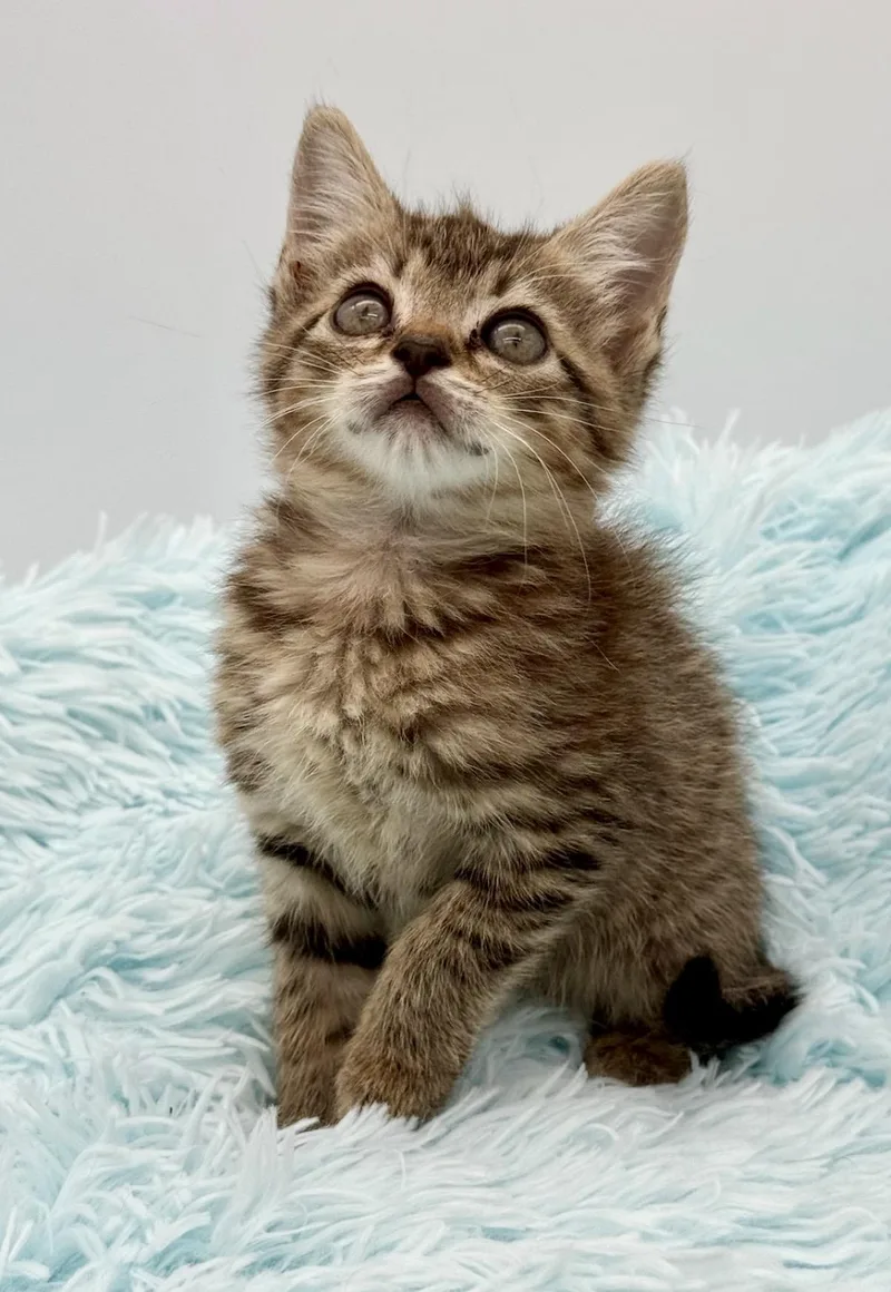 A baby medium-sized female Tabby (Brown / Chocolate) Tabby cat named Goalie for adoption in Covington, LA