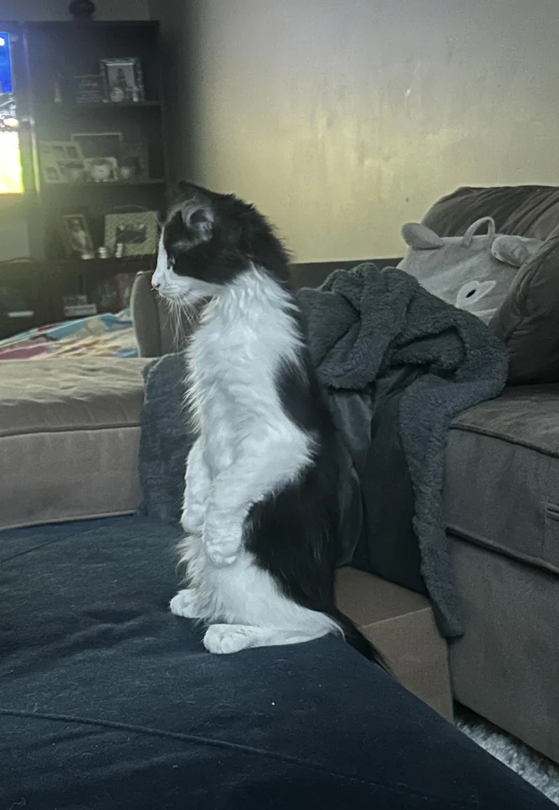 A baby medium-sized female Domestic Medium Hair cat named Bettie for adoption in Walled Lake, MI