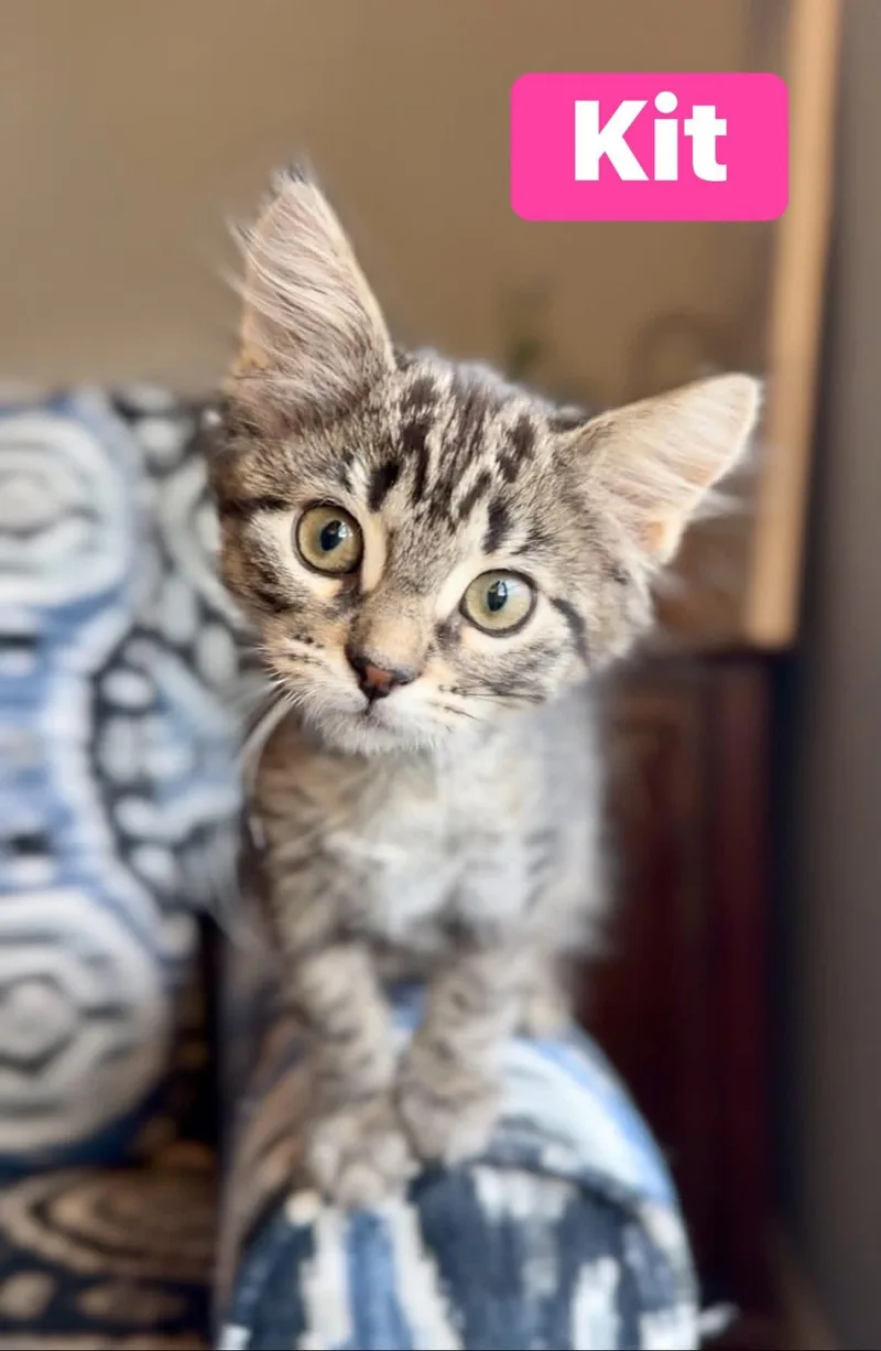 A baby medium-sized female Domestic Short Hair cat named Kit for adoption in Crown Point, IN