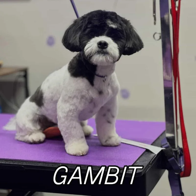 Gambit