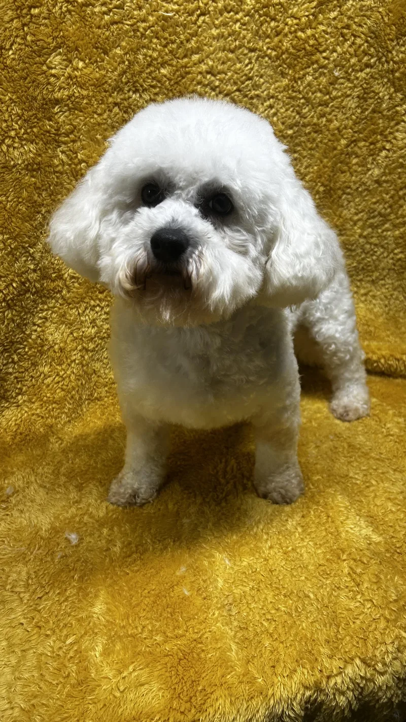 An adult small-sized male Bichon Frise dog named Baxter for adoption in Elyria, OH