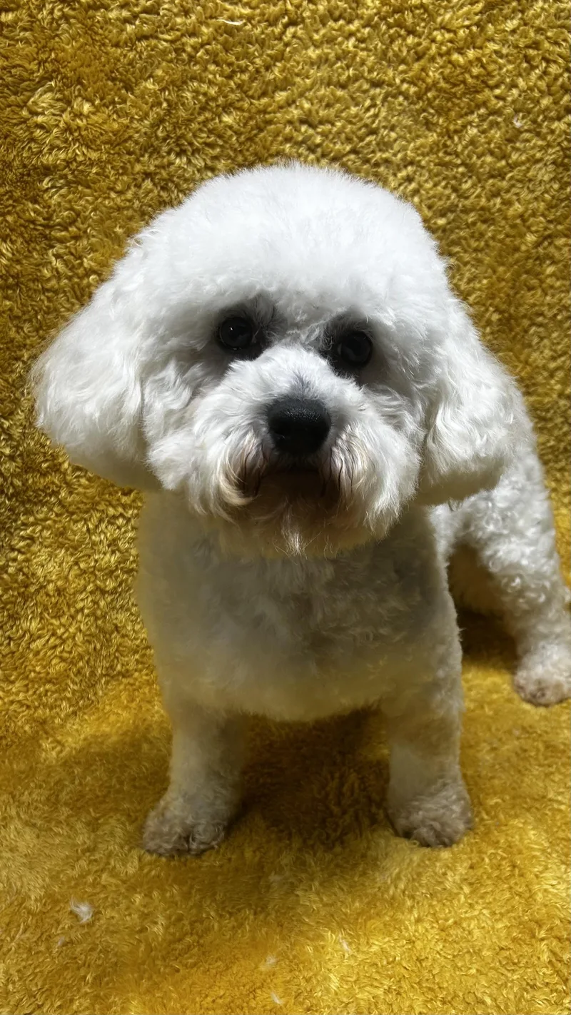 Baxter thumbnail 4