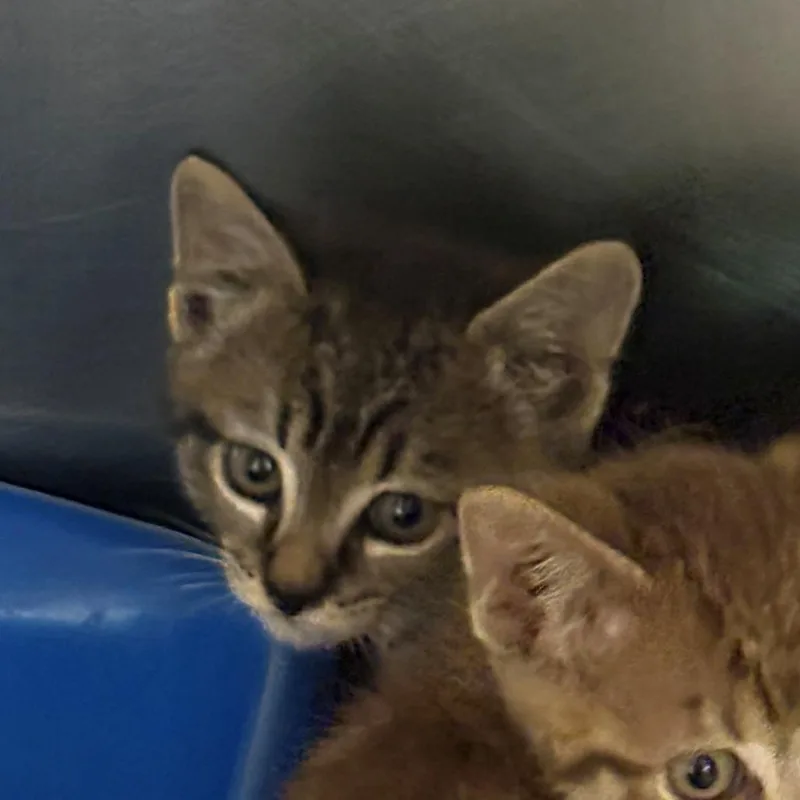 A baby small-sized male Brown / Chocolate Domestic Short Hair cat named Keno for adoption in Chehalis, WA
