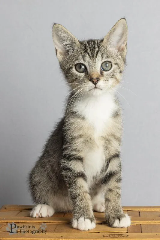 A young medium-sized female Tabby (Gray / Blue / Silver) Domestic Short Hair cat named Scarlett for adoption in Maryville, TN