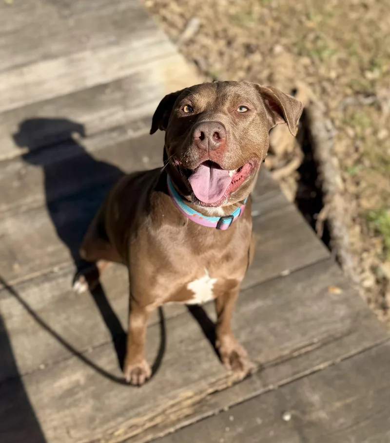 Chestnut thumbnail 2