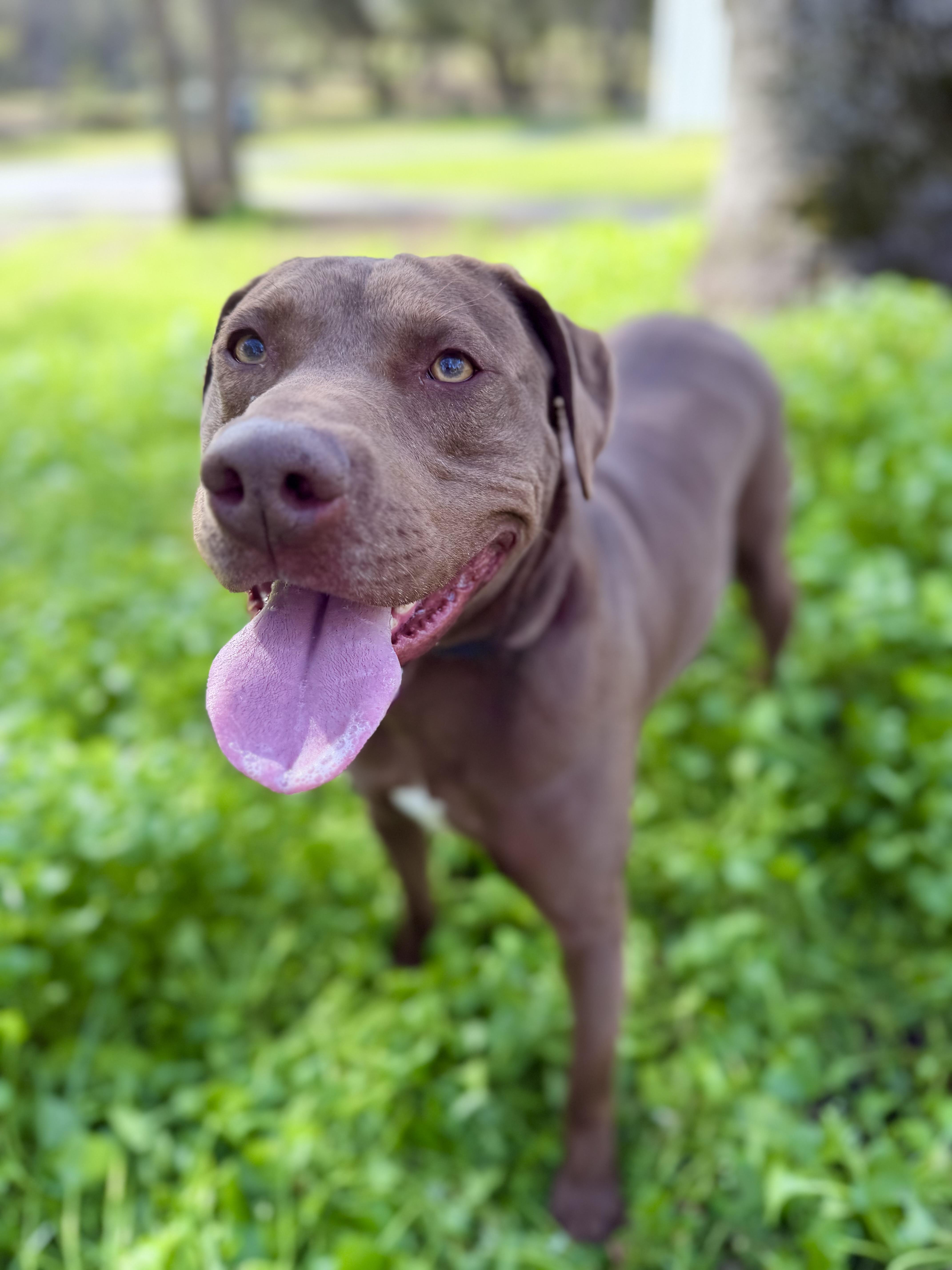 Chestnut thumbnail 3