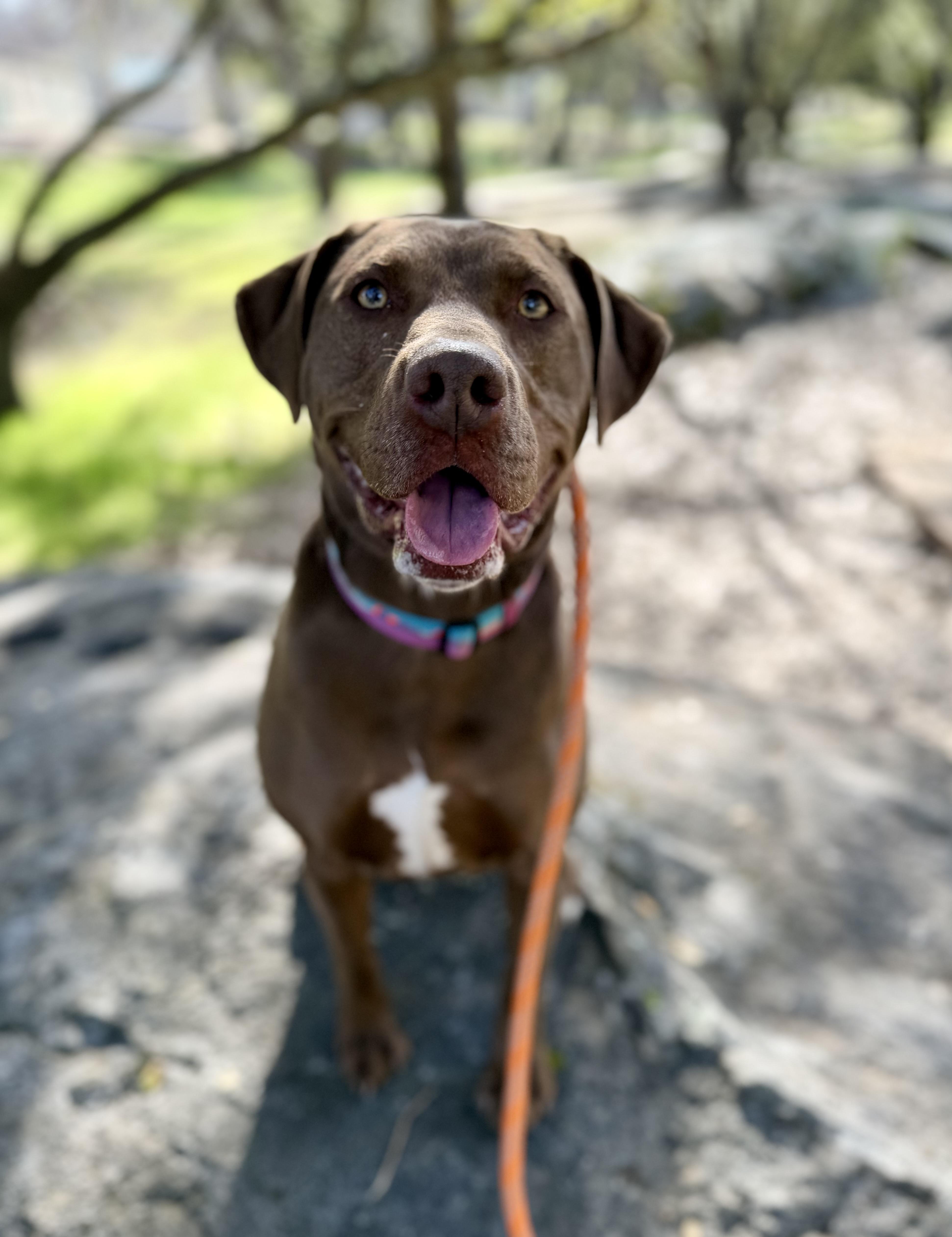 Chestnut thumbnail 4