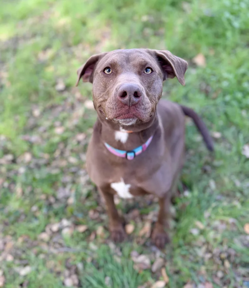 Chestnut thumbnail 5