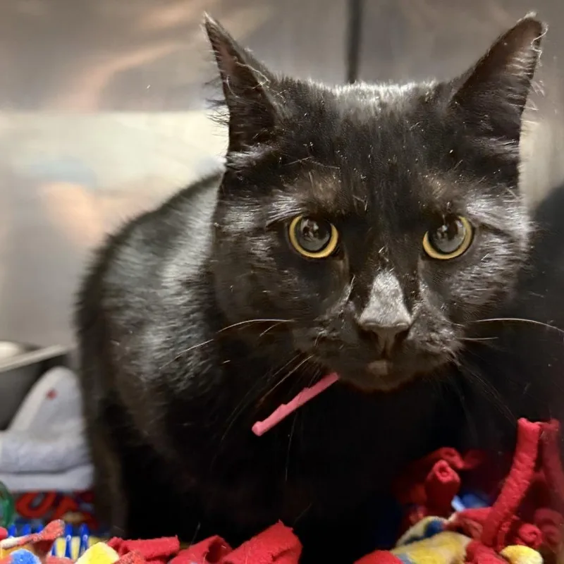 An adult large-sized female Black Domestic Short Hair cat named Addy for adoption in Pittsford, VT