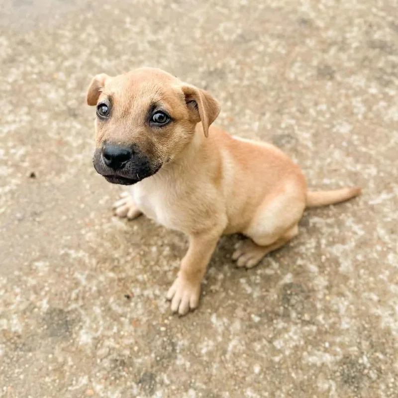 A baby large-sized male Mixed Breed dog named Spicer for adoption in Groveland, MA