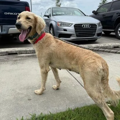 A baby large-sized female Mixed Breed dog named Rowan for adoption in Cooperstown, NY