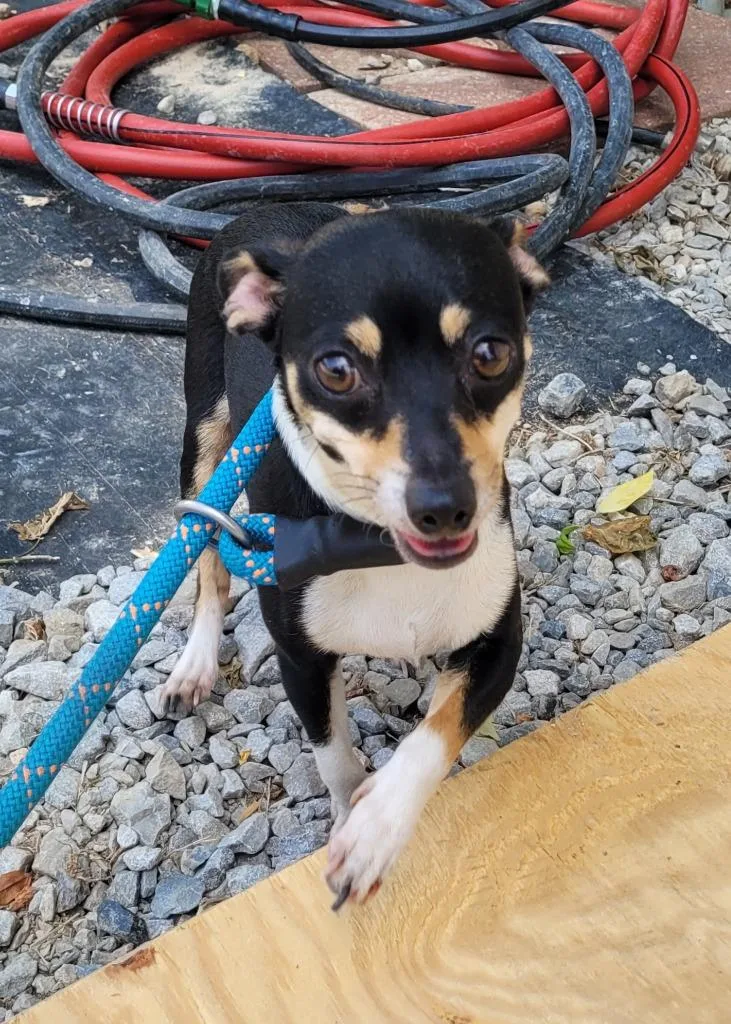 A young small-sized female Chihuahua dog named Penny for adoption in Lawrenceburg, TN
