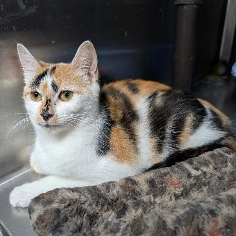A young medium-sized female Calico cat named Posey for adoption in Wilmington, OH