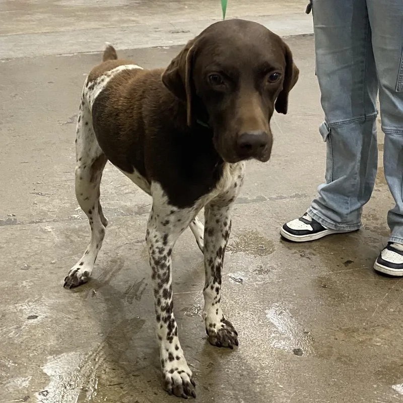An adult small-sized male Pointer dog named Luke for adoption in Corbin, KY