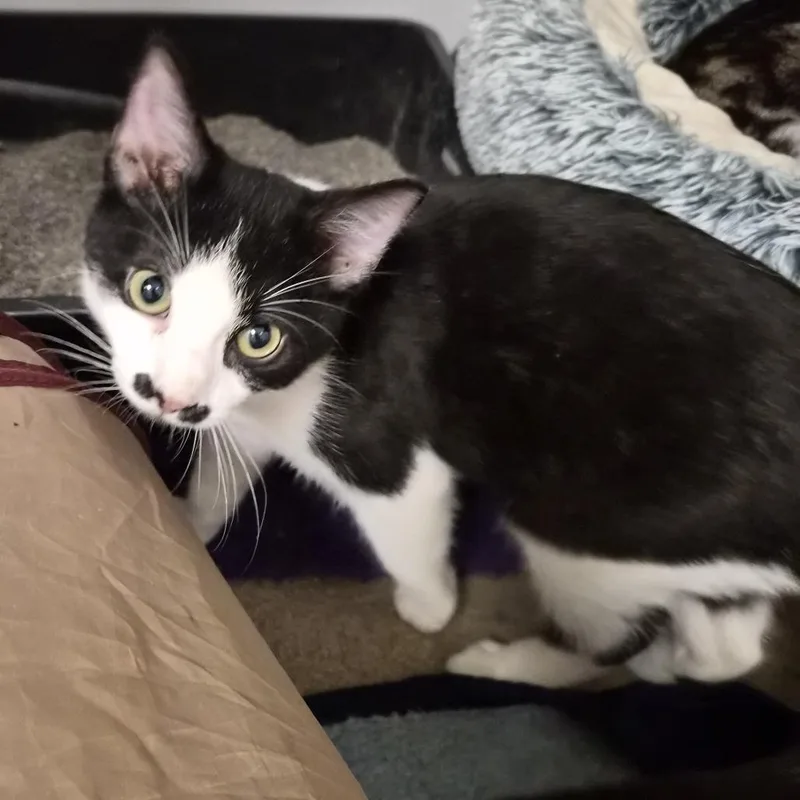 A baby small-sized male Black Domestic Short Hair cat named Kip for adoption in South Elgin, IL