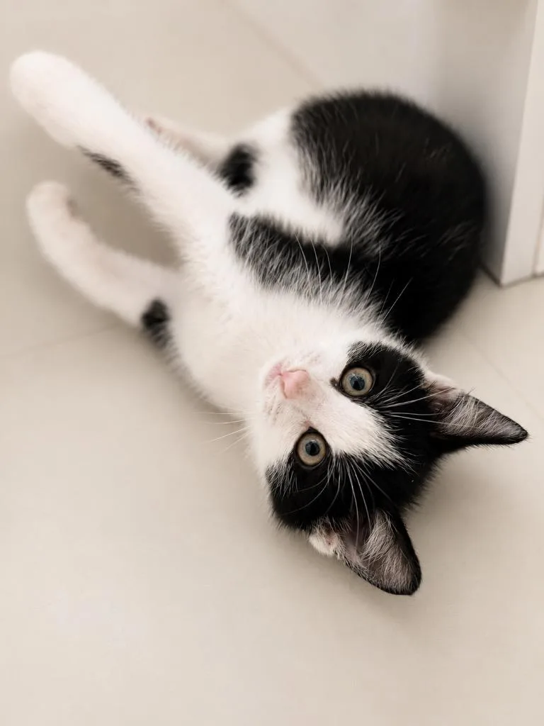 A baby small-sized male Domestic Short Hair cat named Dozer for adoption in Ewing, NJ