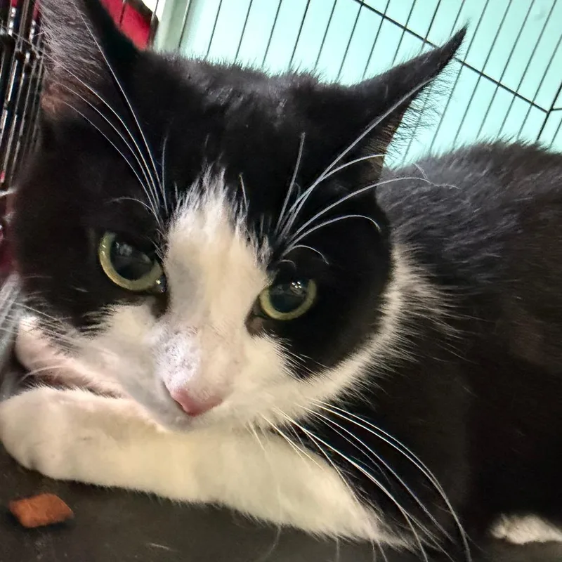 An adult medium-sized female Black Domestic Short Hair cat named Turkey Leg for adoption in Falls Church, VA