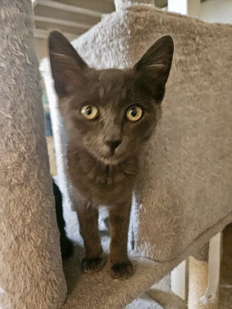 Gandalf