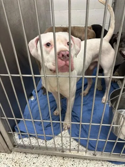 An adult large-sized male Mixed Breed dog named Lighting for adoption in Atlanta, GA
