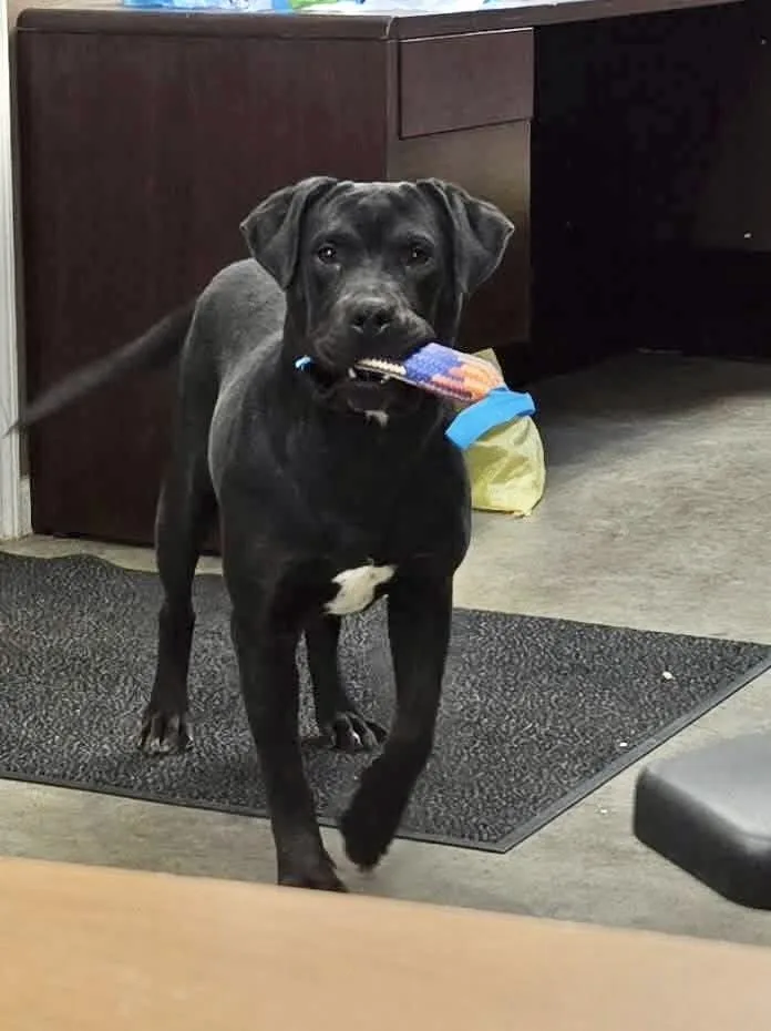 An adult large-sized male Labrador Retriever dog named Bubba for adoption in Manchester, CT