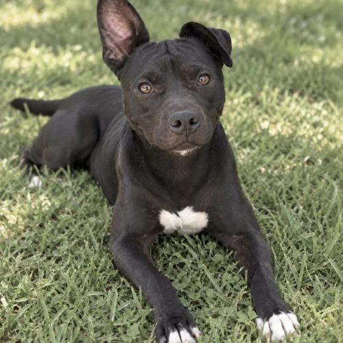 An adult medium-sized male American Staffordshire Terrier dog named Bugs for adoption in Georgetown, KY