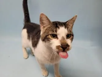 An adult small-sized male Domestic Short Hair cat named Calciper for adoption in Golden Valley, MN