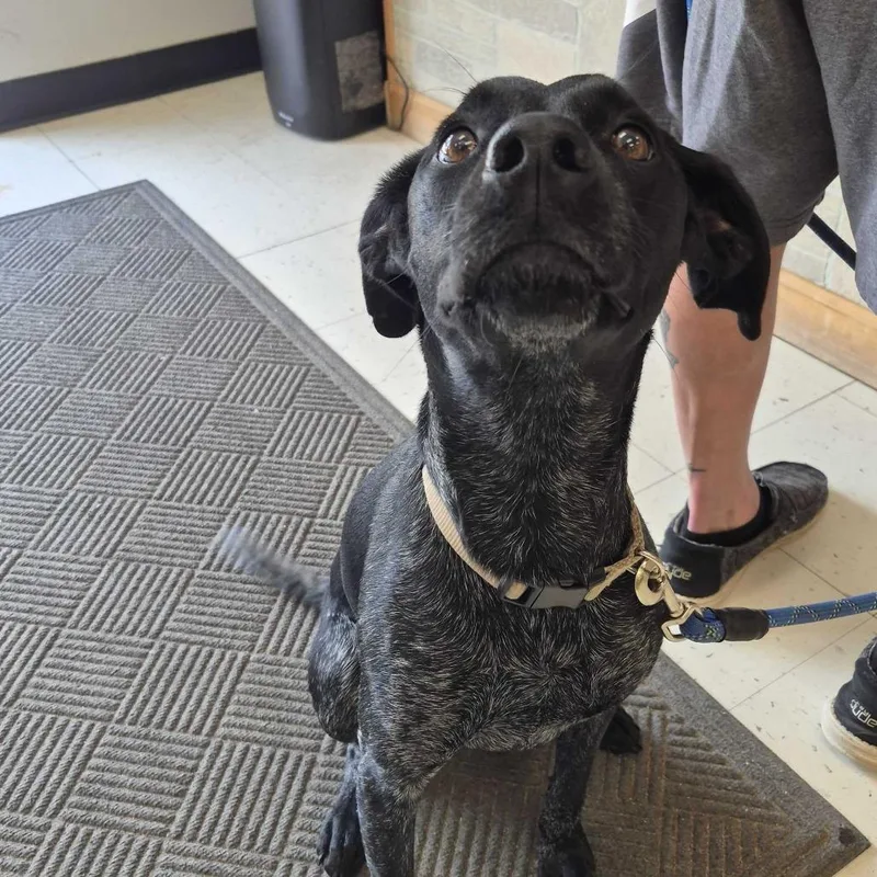 A young medium-sized female Black Mixed Breed dog named Booyah! for adoption in Davenport, IA