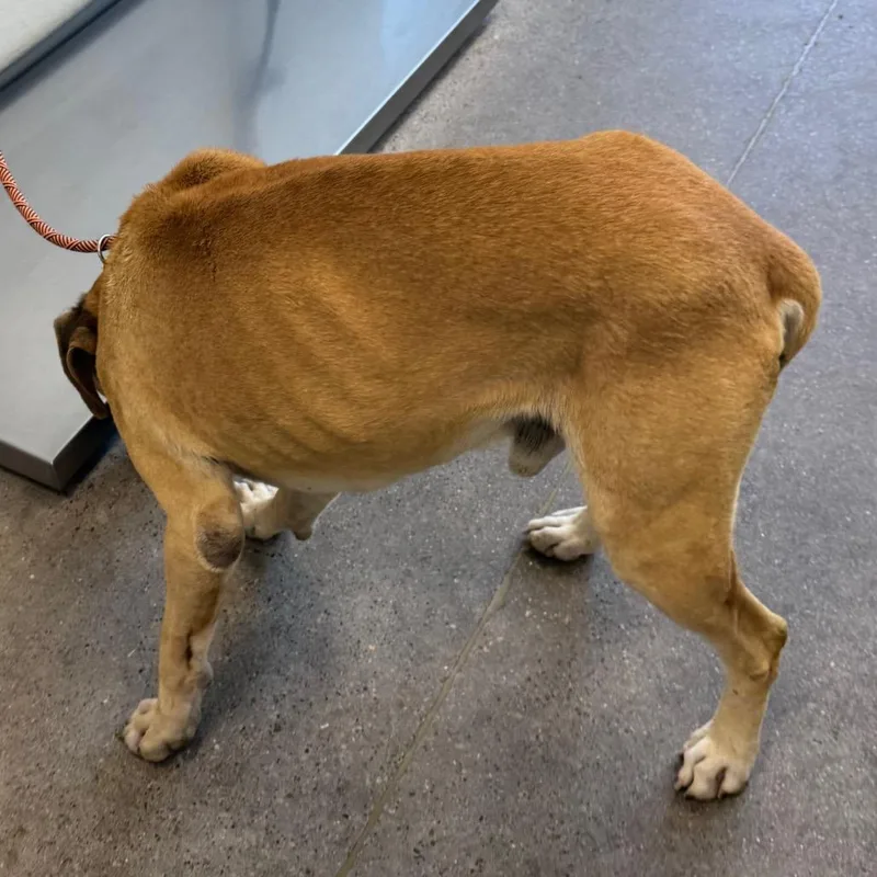 An adult large-sized male Yellow / Tan / Blond / Fawn Mixed Breed dog named Watson for adoption in Las Cruces, NM
