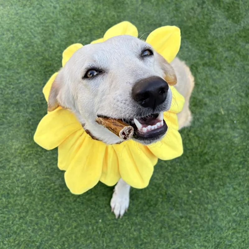 An adult large-sized female Golden Retriever dog named Heaven Pearl for adoption in Houston, TX