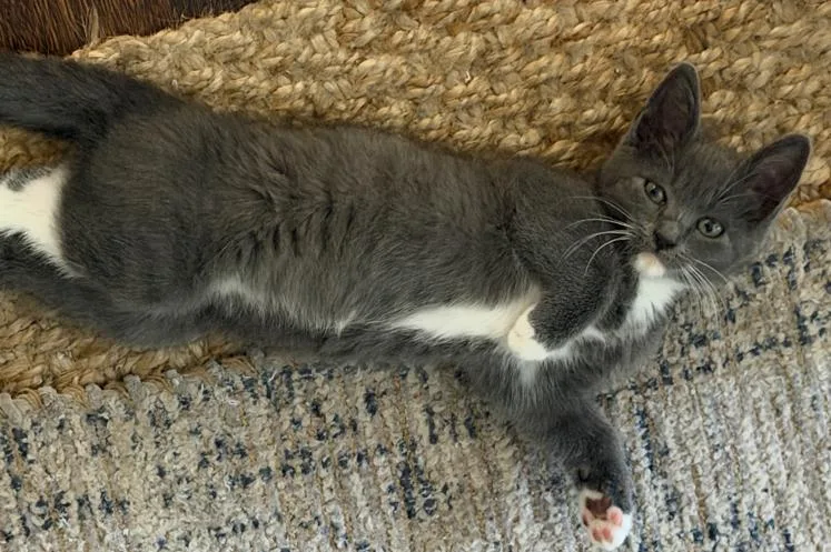A baby medium-sized female Russian Blue cat named Tink for adoption in Palo Alto, CA