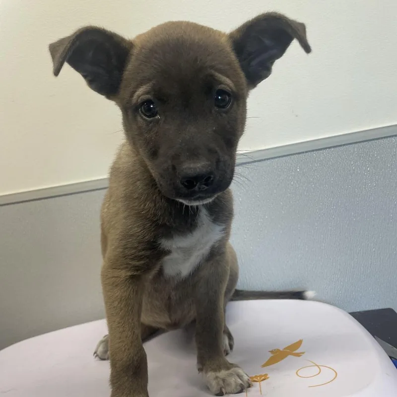 A baby medium-sized female Brown / Chocolate Shepherd dog named Sophia for adoption in Tampa, FL