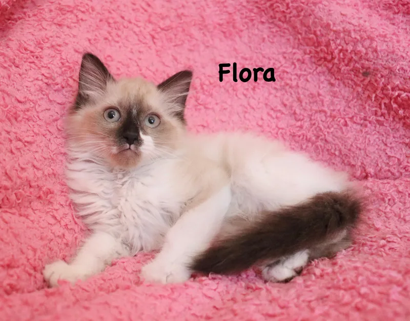 Flora thumbnail 4