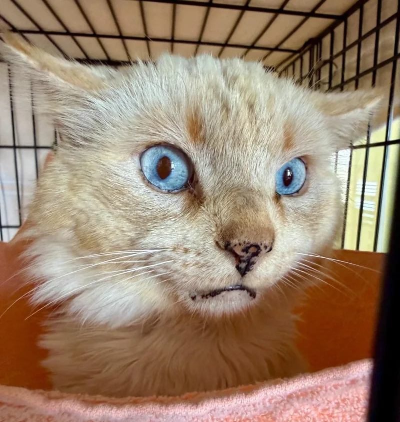 A senior medium-sized male Siamese cat named Apollo for adoption in San Pedro, CA