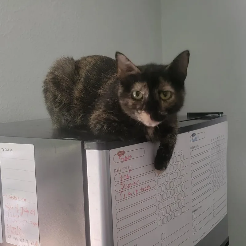 An adult small-sized female Tortoiseshell Domestic Short Hair cat named Pecan Pie for adoption in Lynchburg, VA