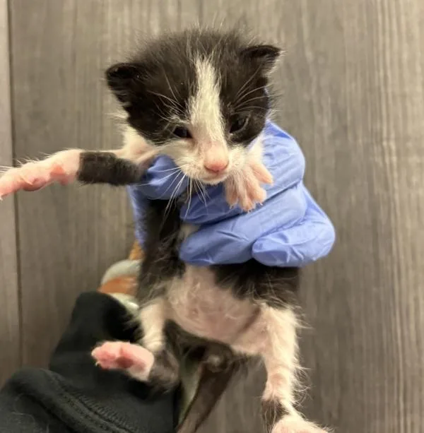 A baby medium-sized male Domestic Short Hair cat named Tyler for adoption in El Cajon, CA