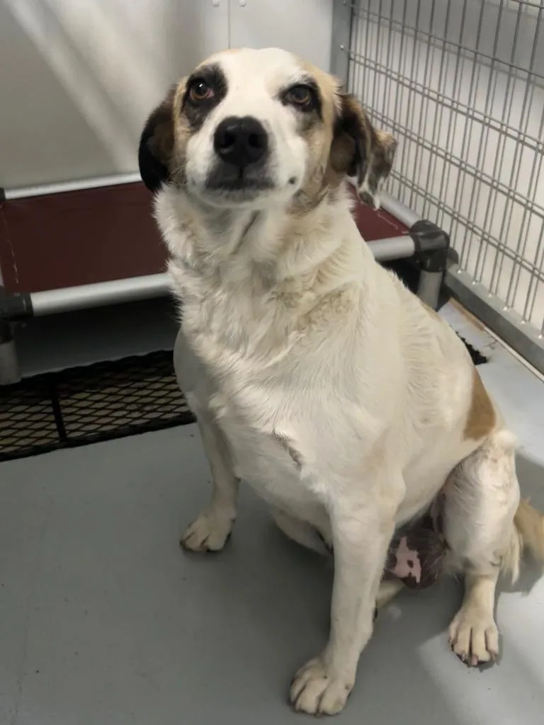A young medium-sized female Mountain Dog dog named Momma for adoption in Carthage, MO