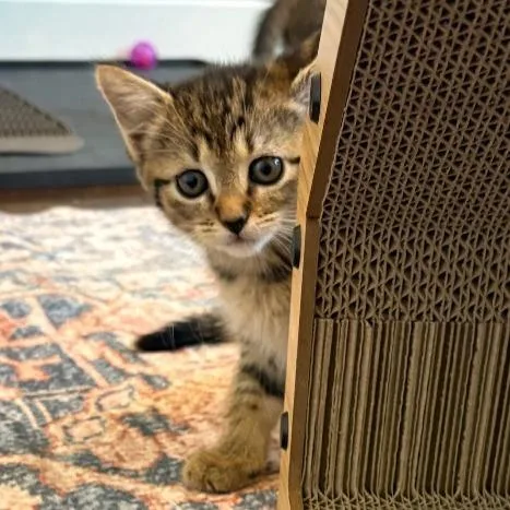 A baby small-sized female Brown / Chocolate Domestic Short Hair cat named Paulie for adoption in Flower Mound, TX