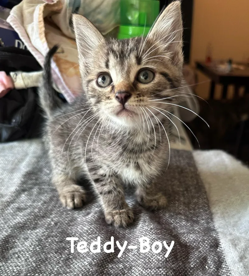 Teddy