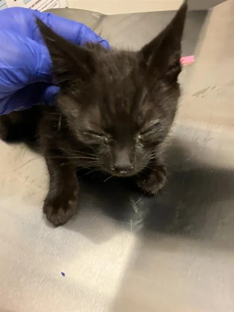 A baby small-sized male Domestic Short Hair cat named Martin for adoption in Long Beach, CA