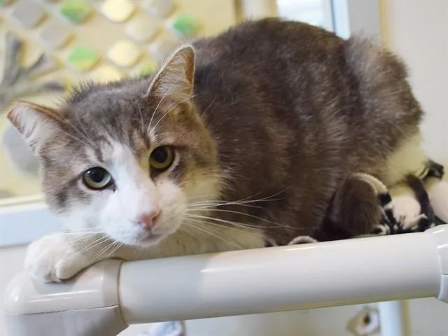 An adult medium-sized male Domestic Short Hair cat named Ephraim for adoption in Sacramento, CA