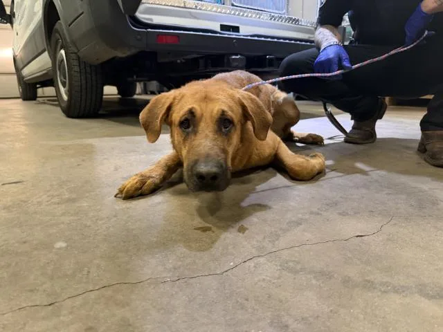 An adult extra large-sized male Mixed Breed dog named Tyler for adoption in Dallas, TX
