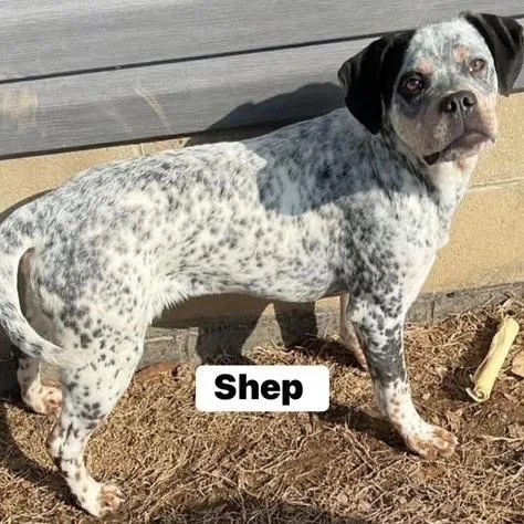 Shep