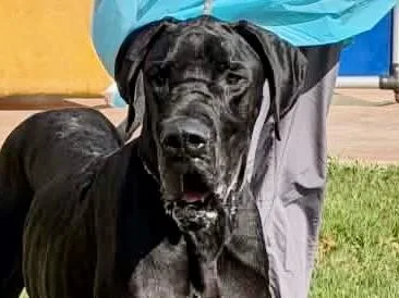 An adult extra large-sized male Black Mixed Breed dog named Amenadiel for adoption in Georgetown, TX